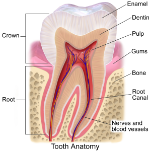 Blausen_0863_ToothAnatomy_02